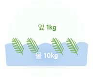 잎 1kg, 물 10kg